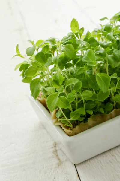 Friss Egészséges Mikro Gyógynövények — Stock Fotó