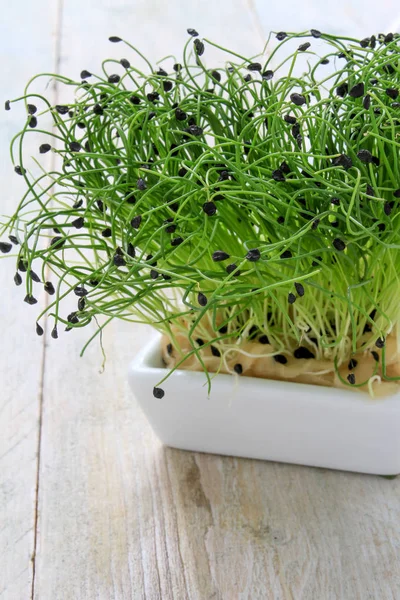 fresh healthy  micro herbs