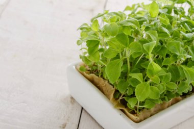 taze sağlıklı mikro otlar