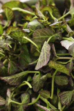 taze lezzetli salata yaprakları