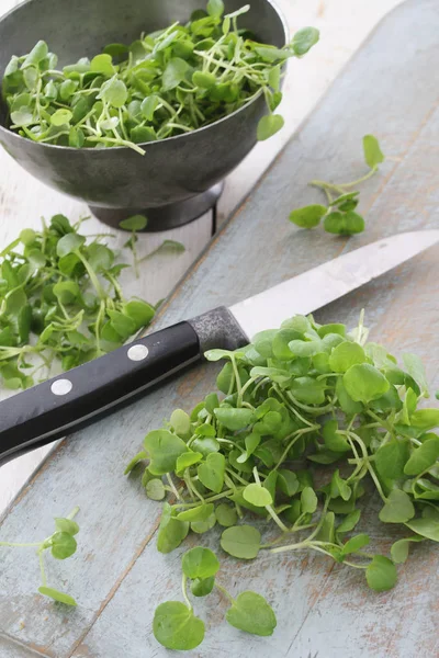 Verse Gezonde Salade Bladeren — Stockfoto