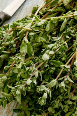 taze ot kekik hazırlanıyor