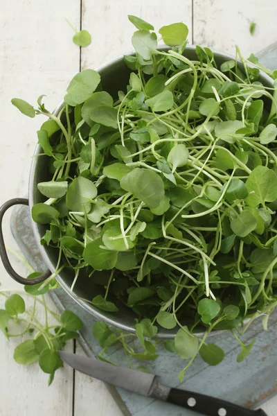 Frisse Heerlijke Salade Bladeren — Stockfoto