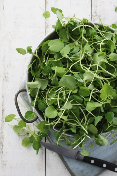 Frische Schmackhafte Salatblätter — Stockfoto