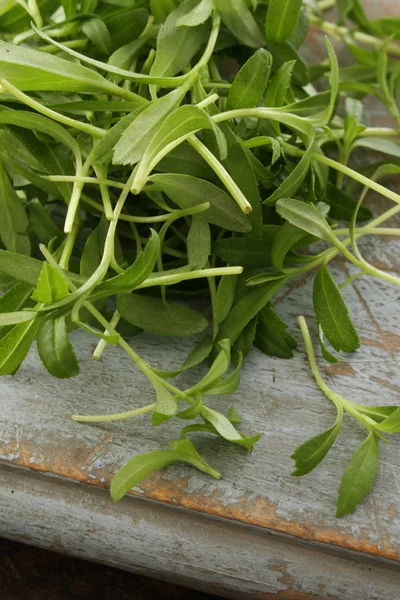 Frische Gesunde Mikrokräuter — Stockfoto