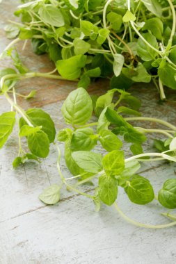 taze sağlıklı mikro otlar