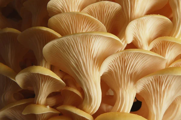 Funghi Freschi Crudi Sul Tavolo — Foto Stock