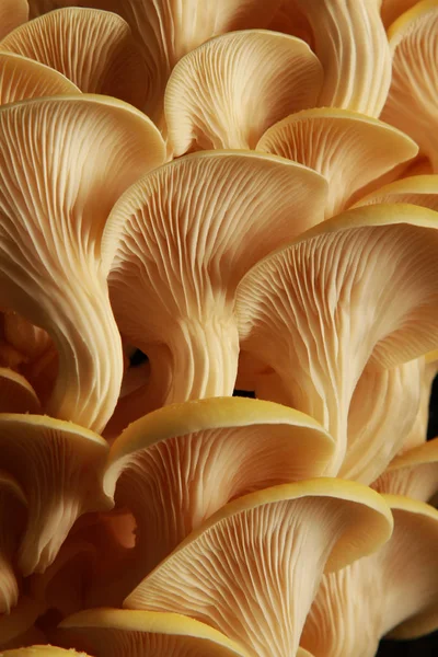 Funghi Freschi Crudi Sul Tavolo — Foto Stock