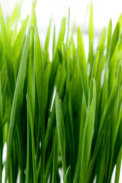 Living Growing Healthy Wheatgrass — Stock Photo, Image