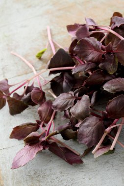 taze sağlıklı mikro otlar