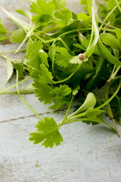 fresh healthy  micro herbs