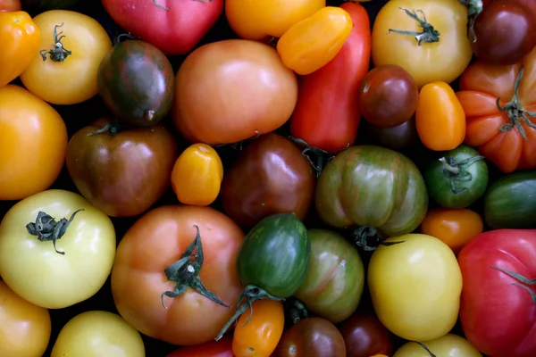 Gesunde Tomaten Gemischt — Stockfoto