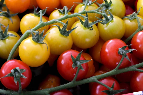 Tomates Herança Misturados — Fotografia de Stock