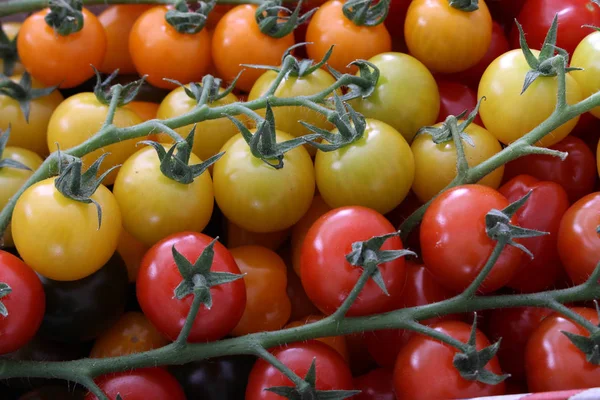 Tomates Herança Misturados — Fotografia de Stock