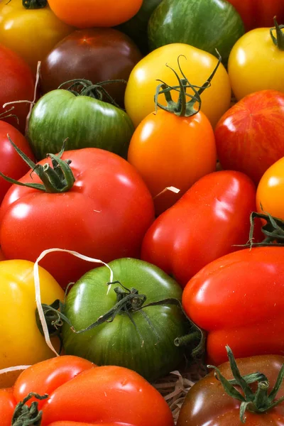 Tomates Herança Misturados — Fotografia de Stock