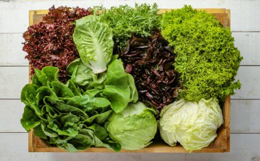 taze lezzetli salata yaprakları