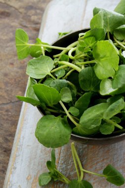 taze lezzetli salata yaprakları