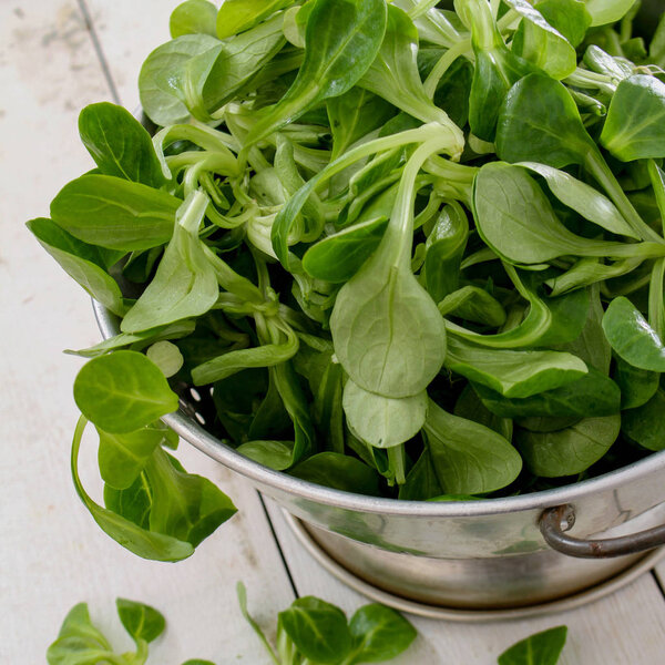 fresh tasty salad leaves