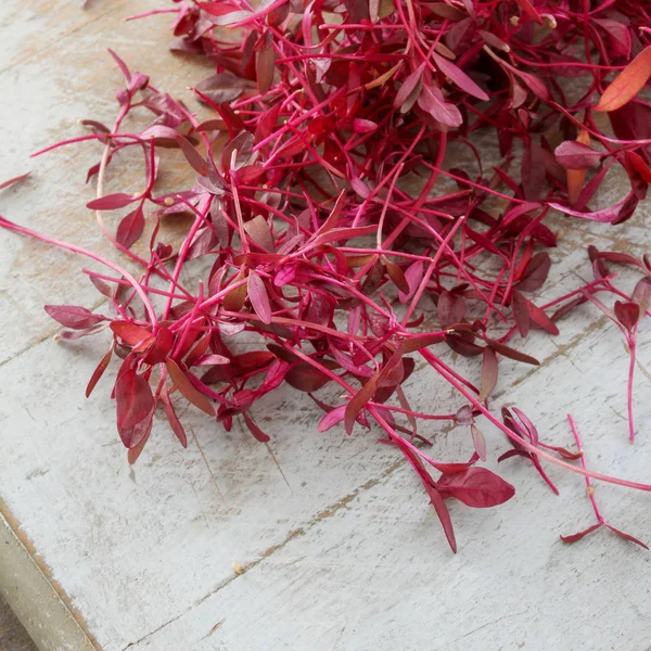 fresh healthy  micro herbs