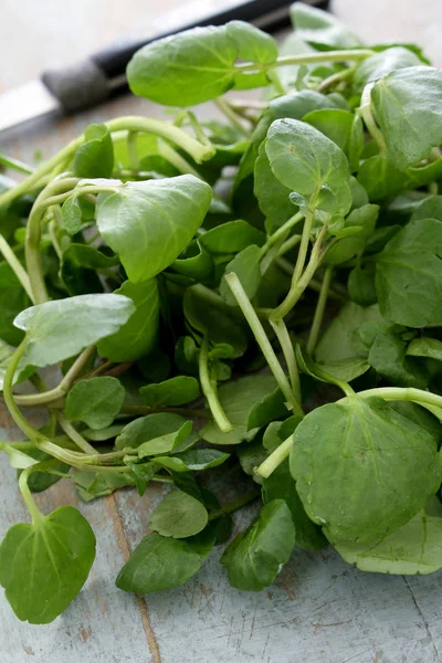 Frisse Heerlijke Salade Bladeren — Stockfoto