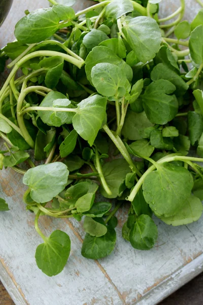 Folhas Salada Saborosas Frescas — Fotografia de Stock