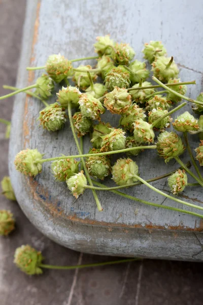 Micro Herbes Fraîches Saines — Photo