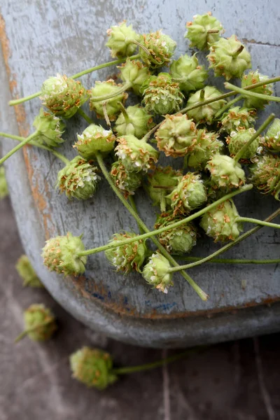 Micro Herbes Fraîches Saines — Photo