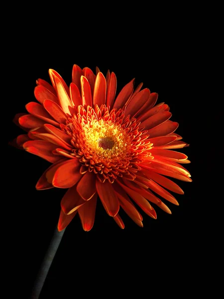 Siyah arka planda güzel Gerbera çiçeği