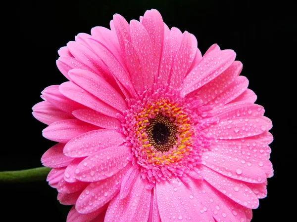 Roze gerbera op zwarte achtergrond — Stockfoto