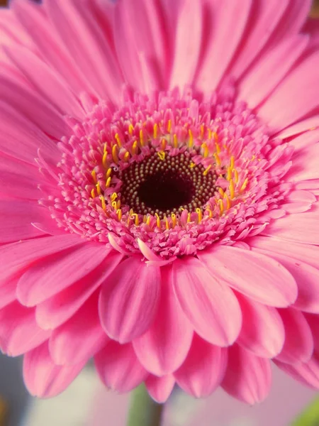 Roze gerbera — Stockfoto