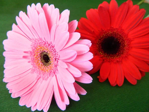 红色和粉红色格贝拉斯 — 图库照片