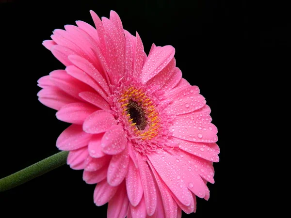 Roze gerbera op zwarte achtergrond — Stockfoto