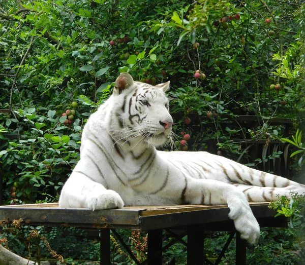 Белый Тигр Днем Отдыхает Свежем Воздухе Среди Зелени — стоковое фото