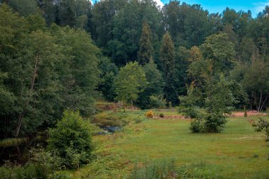 Dağlarda orman manzarası. Yaz 
