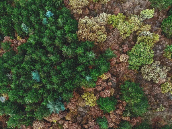Осенний Лес Сверху — стоковое фото
