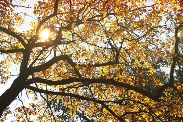 Herbstbaum Mit Gelben Blättern Und Sonnenstrahl — Stockfoto
