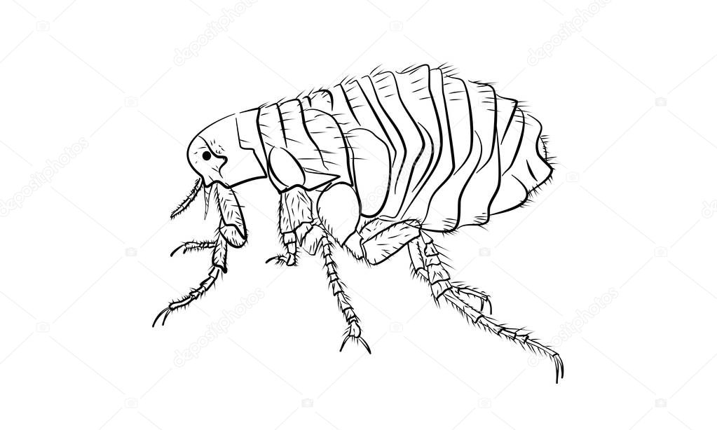 Flea vector illustration shape silhouette