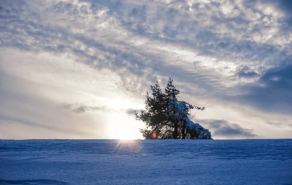 Winter Mountain Snow Tree — Stock Photo, Image