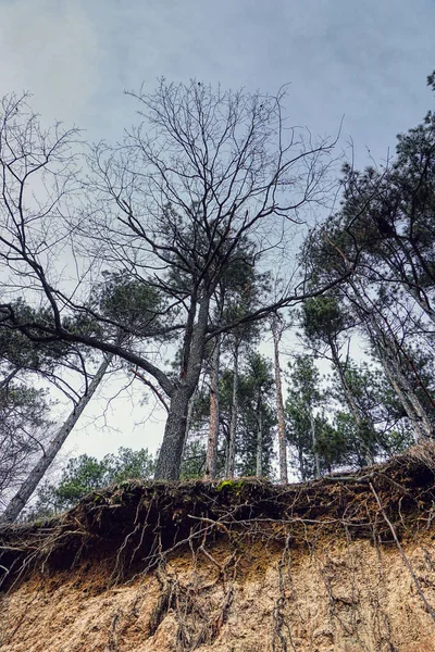 Strom Kořeny Pohled Zdola — Stock fotografie