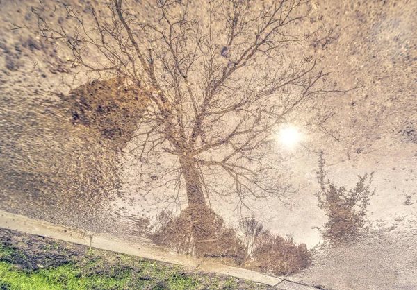 Odbicie Drzewo Niebo Kałuży — Zdjęcie stockowe