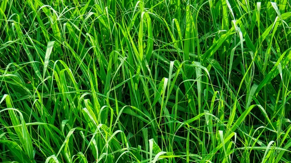Зеленый Тростник Травяные Саженцы — стоковое фото