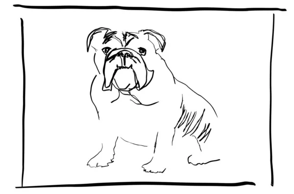 Bulldogge Minimal Art Skizze Aus Linien — Stockvektor