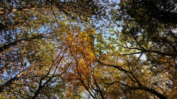 Árvore Coroa Outono Papel Parede Panorama — Fotografia de Stock