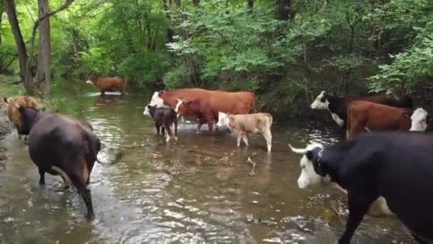 Una Manada Vacas Video Fluvial — Vídeo de stock