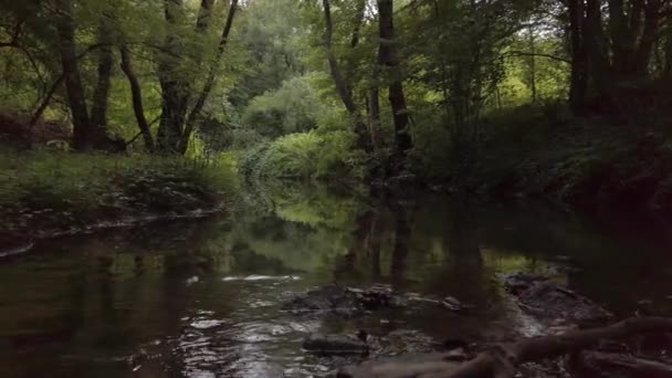Rio Floresta Câmera Lenta — Vídeo de Stock