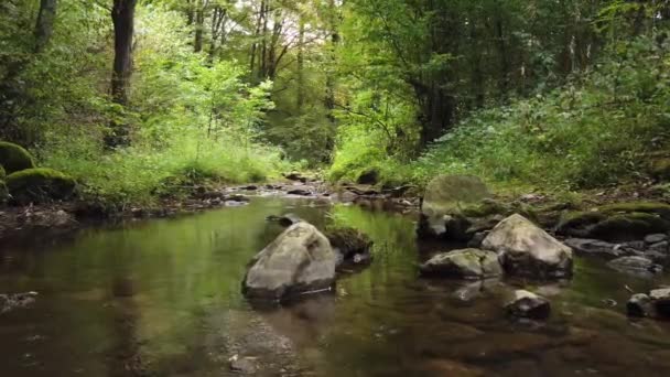 Promenader Flod Djup Grön Skog Slow Motion — Stockvideo