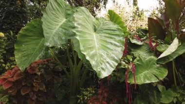 Yağmurlu bir günde Kolocasia yaprağı