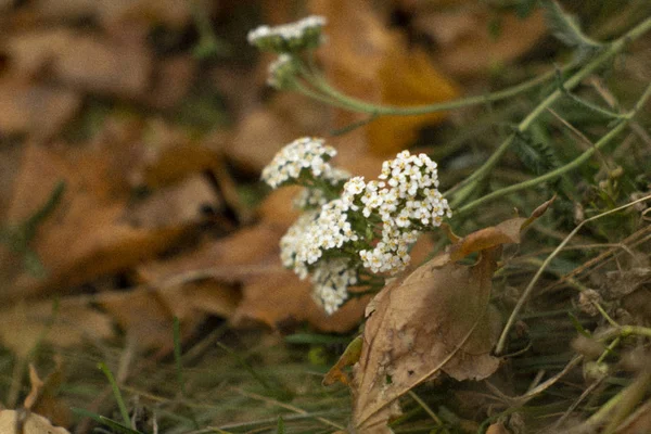 Bílé Květenství Pozadí Trávy — Stock fotografie