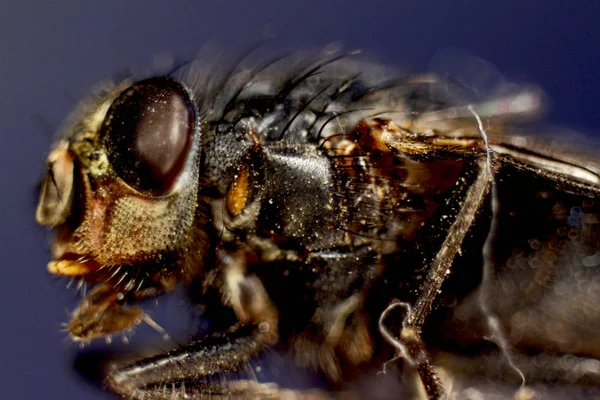 Effrayant Macro Voler Sur Fond Bleu — Photo