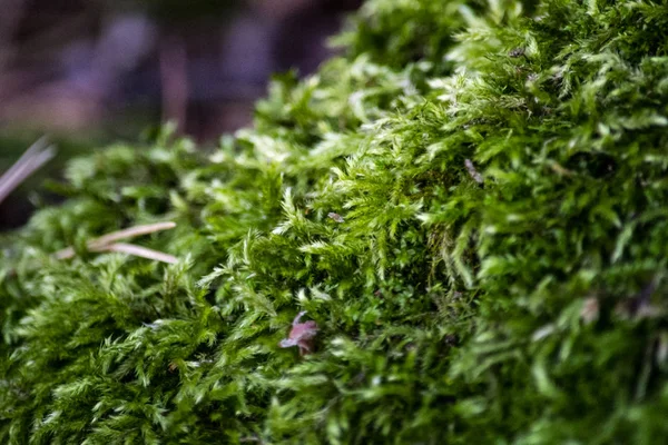 Hermoso Musgo Verde Bosque Otoño — Foto de Stock